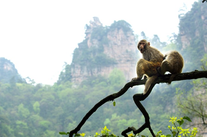 Chuyện Chúa khỉ mò trăng