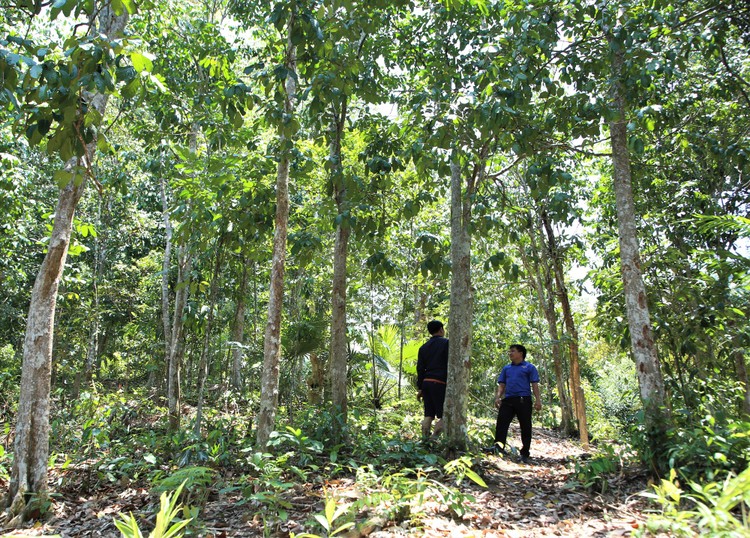 Rừng tại huyện Nam Giang (Quảng Nam)