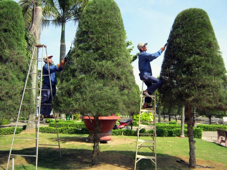 2 gói thầu duy trì phát triển hệ thống cây xanh do Phòng Quản lý đô thị TP. Vĩnh Long làm Chủ đầu tư khi công bố kết quả lựa chọn nhà thầu đã phát sinh kiến nghị. Ảnh chỉ mang tính minh họa. Nguồn Internet