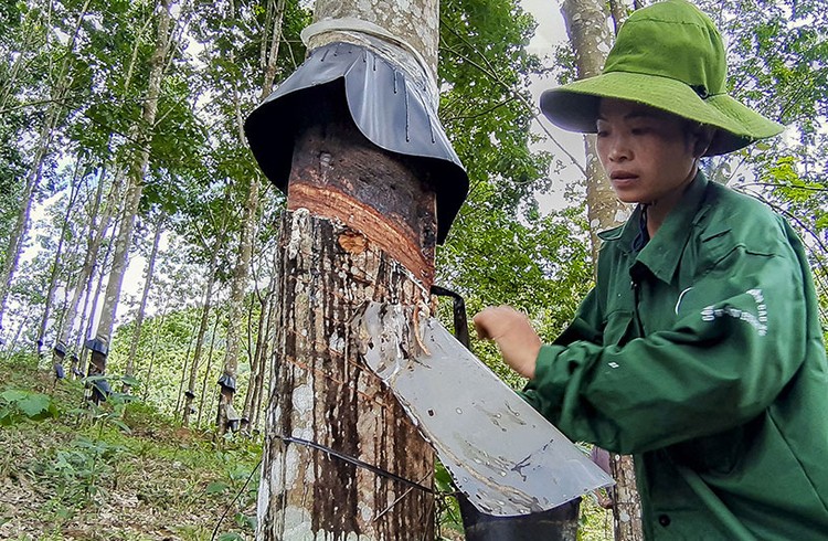 Nhiều doanh nghiệp cao su có kết quả kinh doanh khả quan sau nửa đầu năm thua lỗ. Ảnh: Vũ Lợi