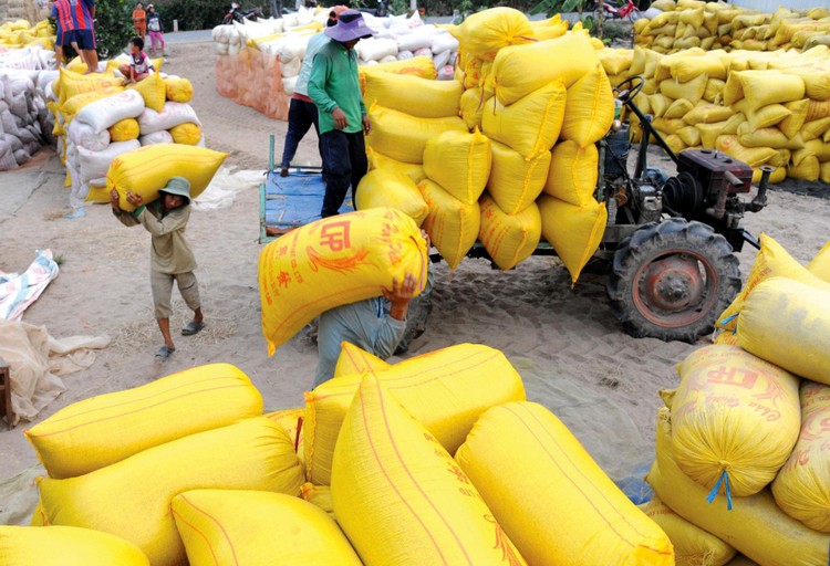 Trong quá trình đấu thầu mua 190.000 tấn gạo dự trữ quốc gia năm 2021, 26 nhà thầu từng trúng thầu nhưng từ chối ký hoặc không thực hiện hợp đồng trong giai đoạn 2016 - 2020 sẽ bị trừ điểm kỹ thuật. Ảnh: Gia Bảo