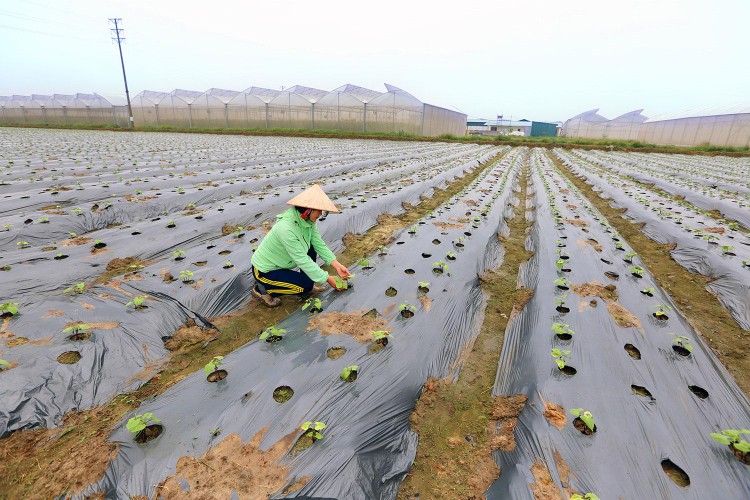 Các dự án vay vốn của các Quỹ Hỗ trợ phát triển hợp tác xã địa phương tập trung chủ yếu vào phát triển sản xuất, kinh doanh, đổi mới công nghệ, kỹ thuật, mở rộng thị trường… Ảnh: Huấn Anh