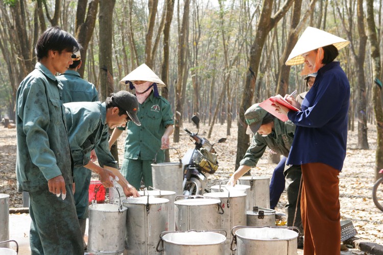 Giá cao su xuất khẩu liên tục đi xuống khiến lợi nhuận ước tính nửa cuối năm 2022 của doanh nghiệp khai thác và kinh doanh cao su thiên nhiên sụt giảm. Ảnh: Song Lê