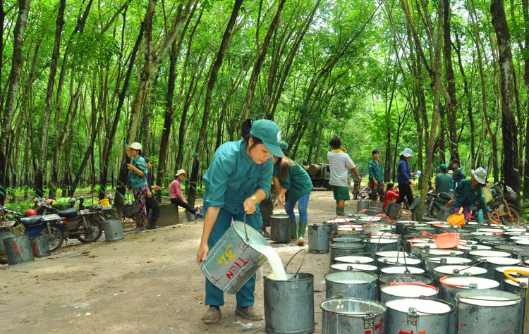 Trong số 437,7 tỷ đồng lợi nhuận trước thuế của Công ty CP Cao su Phước Hòa nửa đầu năm nay, khoản lợi nhuận khác đóng góp đến 274,9 tỷ đồng. Ảnh: Hải Minh