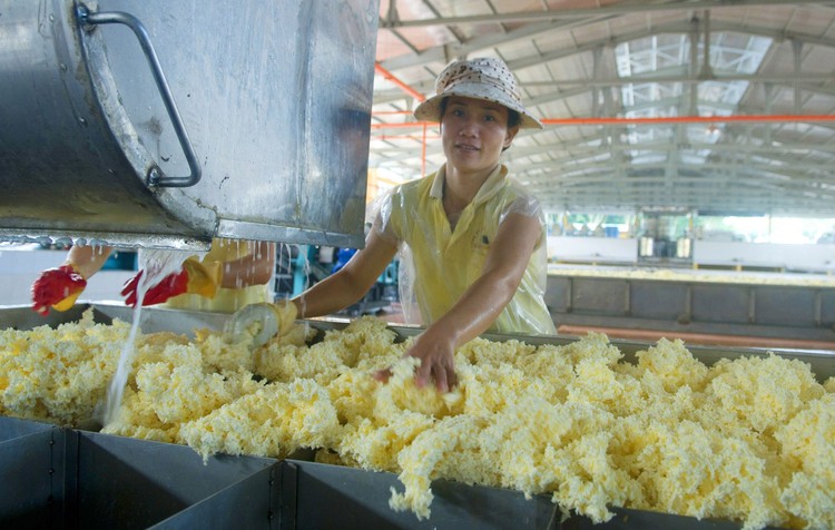 Triển vọng phục hồi sản lượng tiêu thụ và giá bán là cơ sở để các doanh nghiệp cao su kỳ vọng lạc quan hơn trong năm 2024. Ảnh: Song Lê