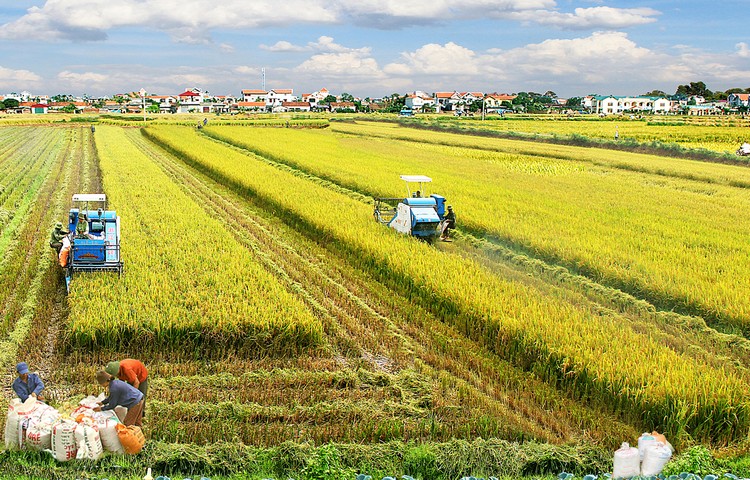 Ảnh minh họa: Internet