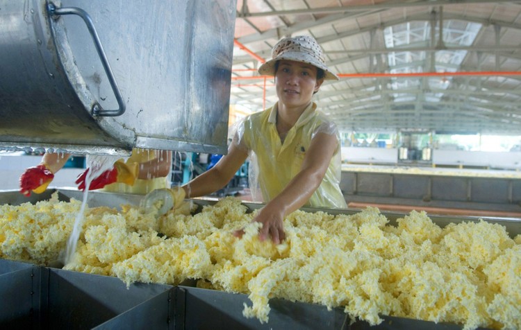 Nhiều doanh nghiệp cao su tự nhiên ghi nhận kết quả kinh doanh tăng trưởng tích cực trong quý I/2024. Ảnh: Lê Toàn