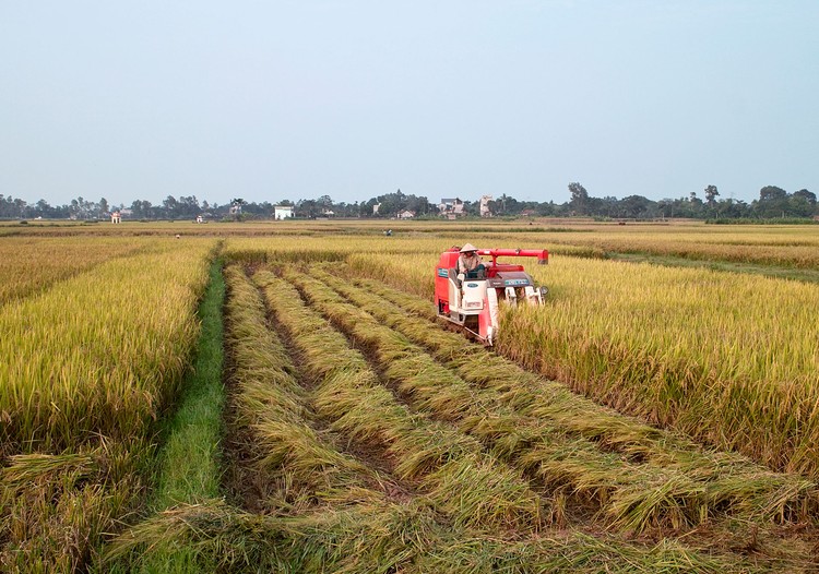Nếu kéo dài thời gian miễn thuế sử dụng đất nông nghiệp như quy định hiện hành đến hết ngày 31/12/2030, số thuế được miễn khoảng 7.500 tỷ đồng/năm. Ảnh: Lê Tiên
