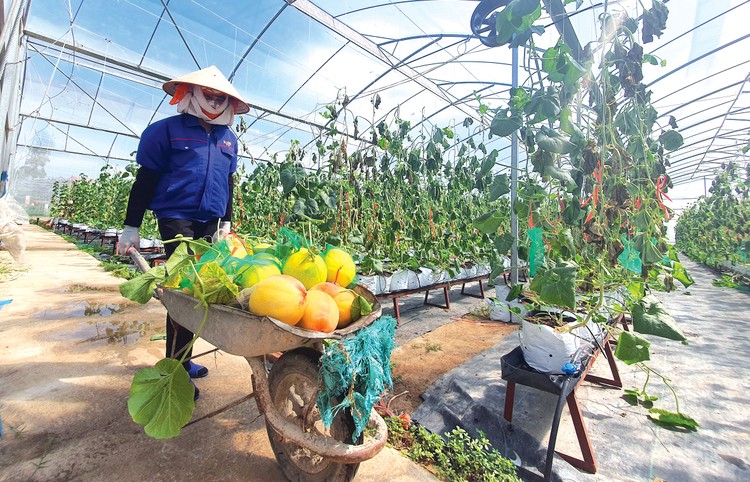 Mức cho vay không có tài sản bảo đảm đối với hợp tác xã, liên hiệp hợp tác xã được tăng từ mức 1 - 3 tỷ đồng lên 5 tỷ đồng. Ảnh: Huấn Anh