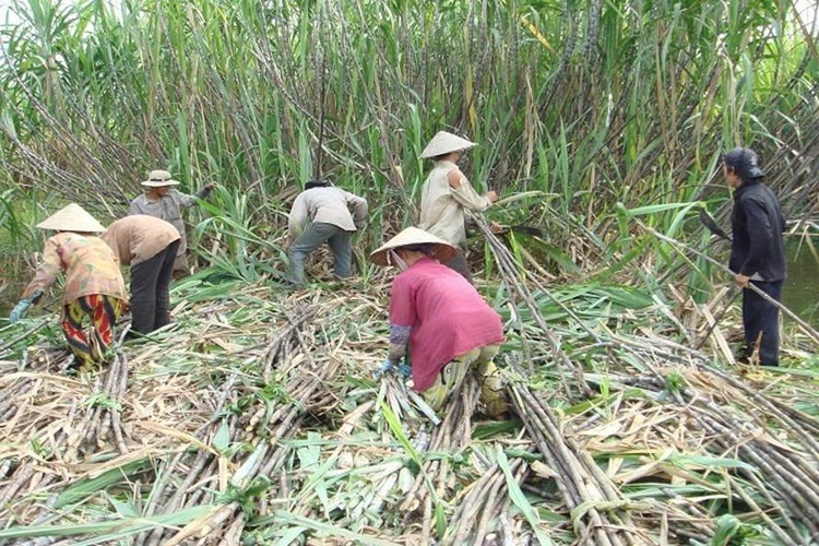 Ngành mía đường Việt Nam được đánh giá "hồi sức" nhờ sử dụng công cụ phòng vệ thương mại (ảnh: internet)