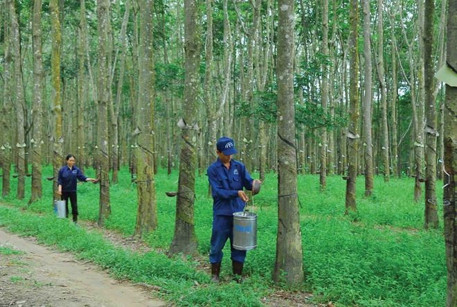 Cao Su Đà Nẵng (DRC) đặt mục tiêu lãi 29,5 tỷ đồng trong quý I/2019